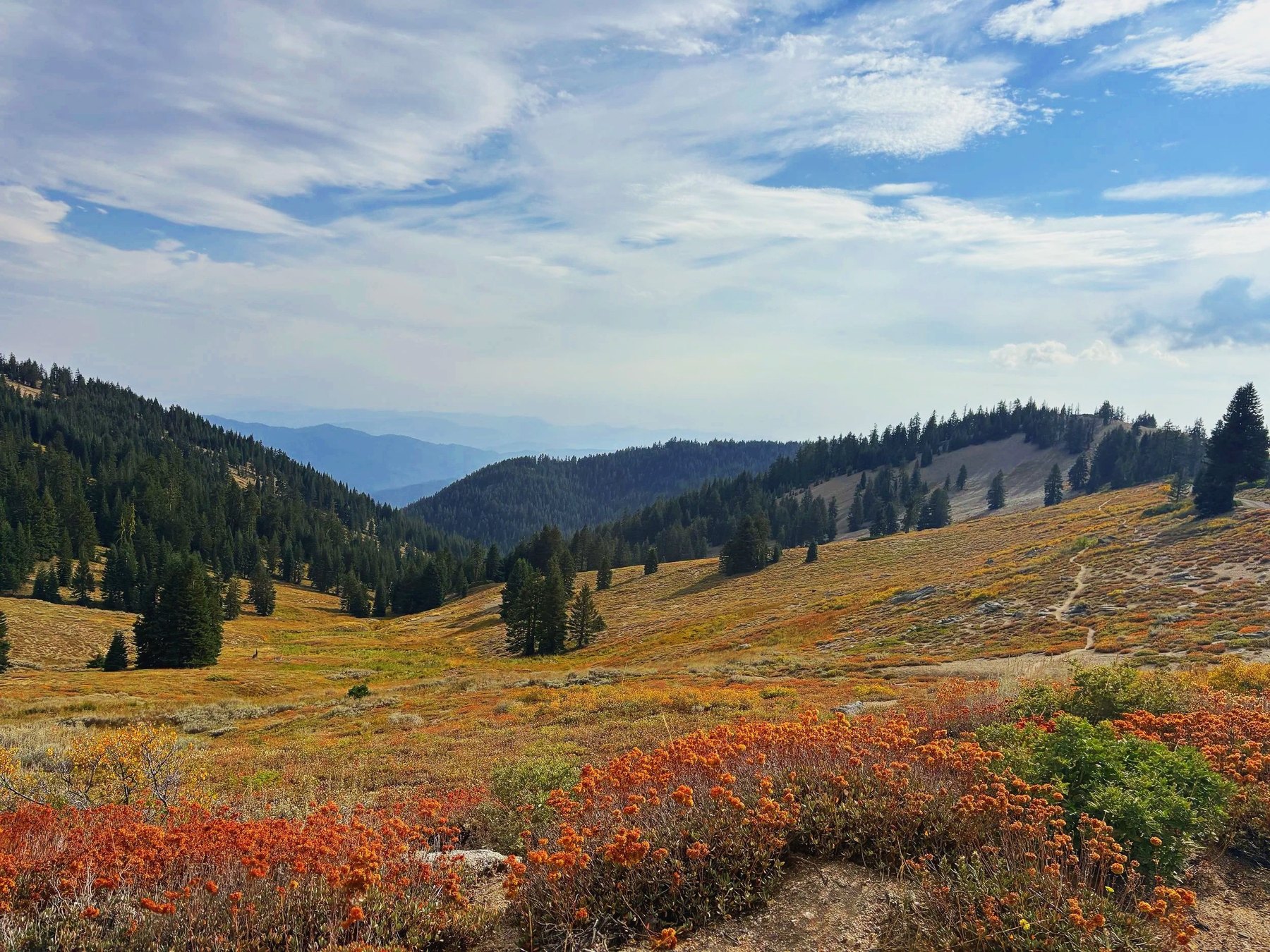 Mountain meadow and evergreen forest